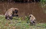 Vervet monkees, Lake Manyara